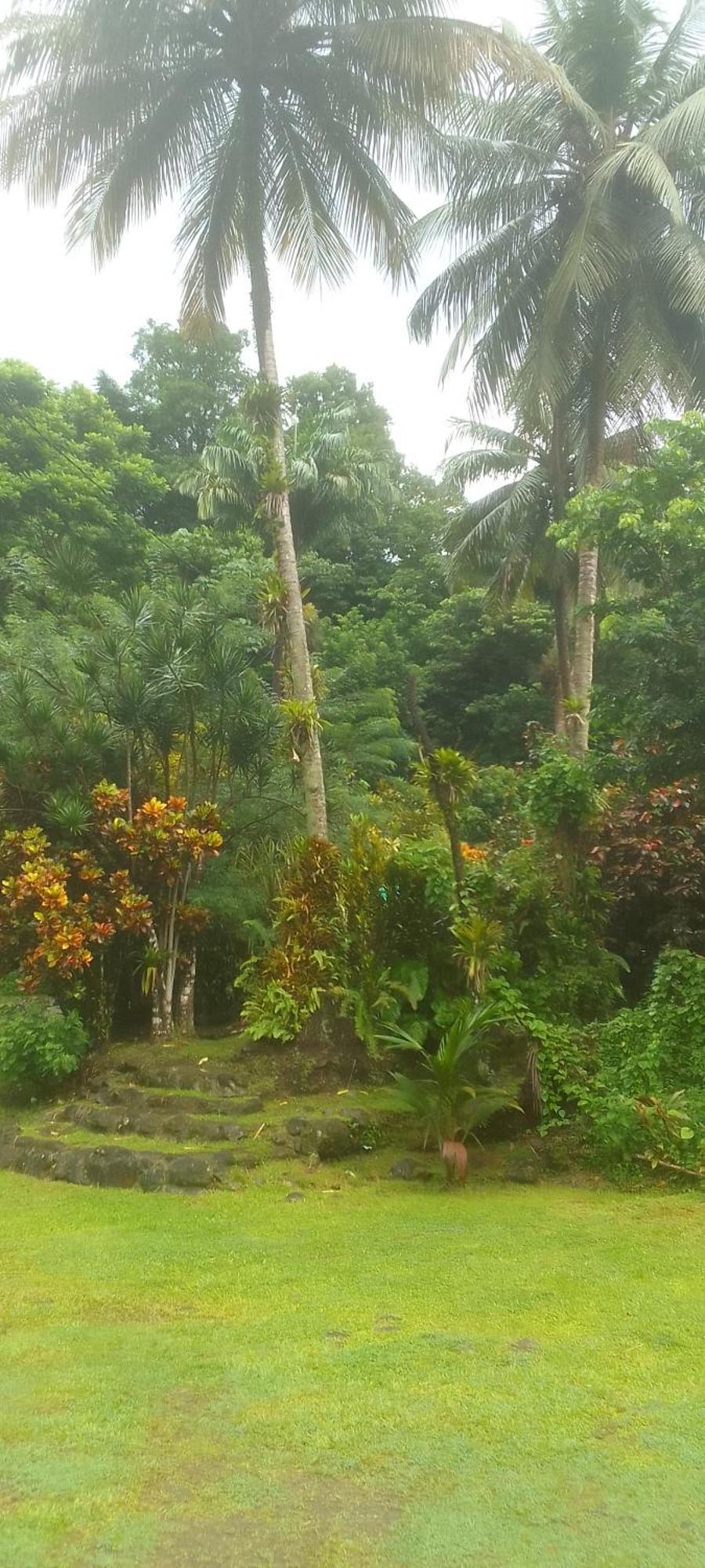 Natty Tropical Valley Roseau Exteriér fotografie